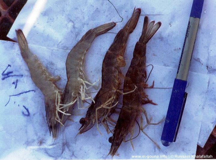 Fishfarm 004